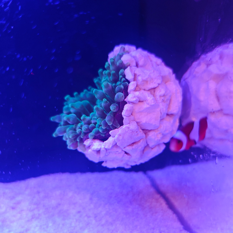 New DIY Handmade Floating Magn - Coral Frag Plug recensie en prijs