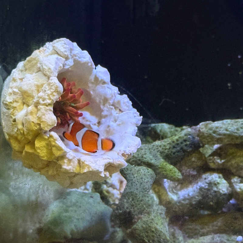 New DIY Handmade Floating Magn - Coral Frag Plug recensie en prijs