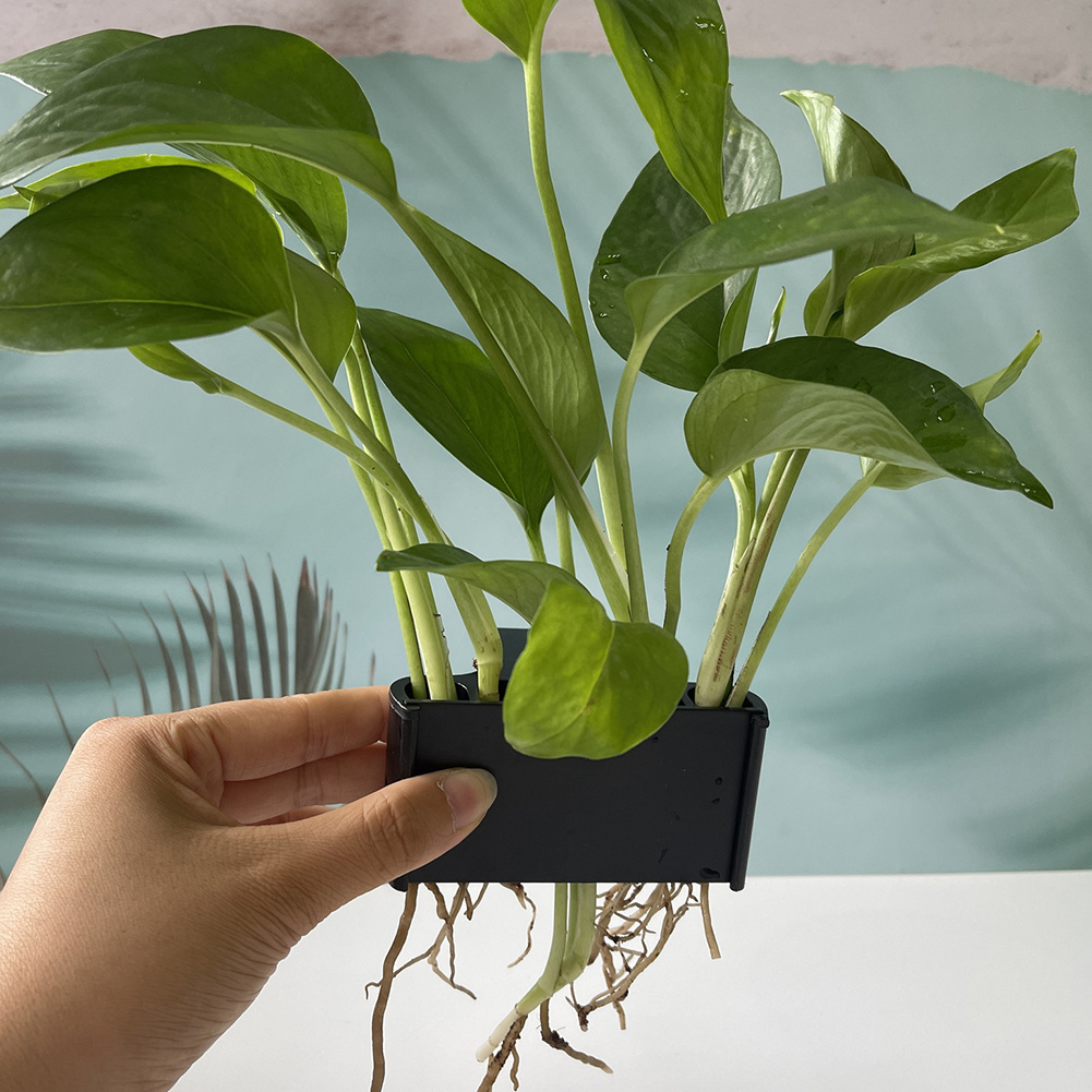 Aquarium Plant Holder with Han - Marine Aquarium Hobby recensie en prijs
