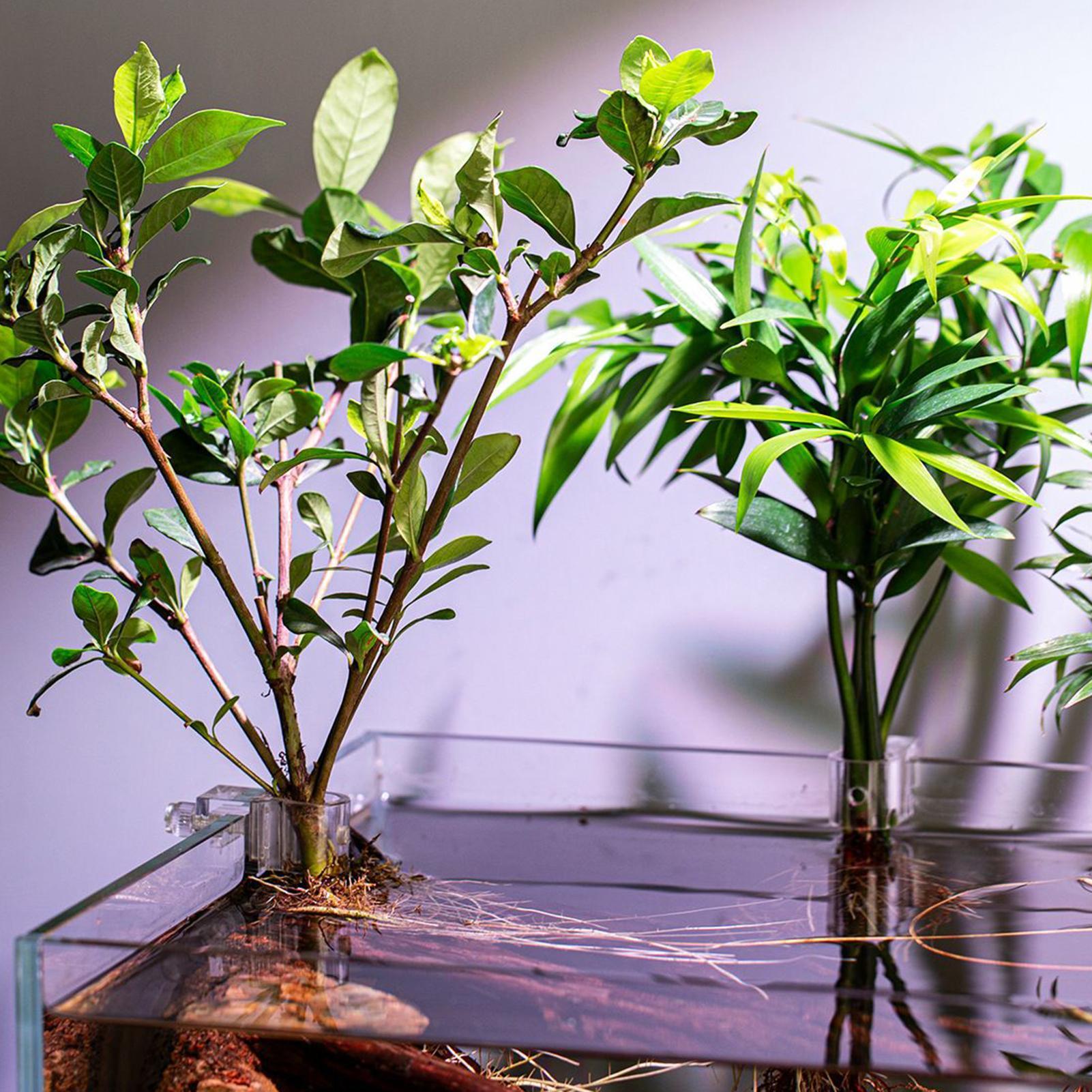 Aquarium Plant Holder 6 Pieces - Marine Aquarium Hobby recensie en prijs