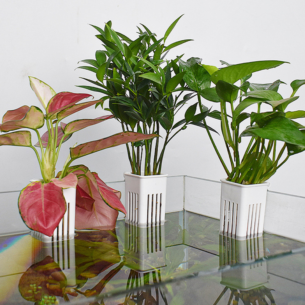 1 Pc Aquarium Hydroponic Plant - Marine Aquarium Hobby recensie en prijs
