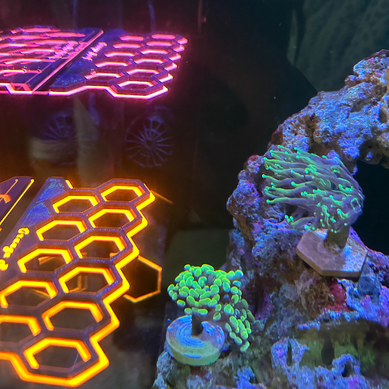 Fluorescent Magnetic Coral Fra - Coral Frag Plug recensie en prijs