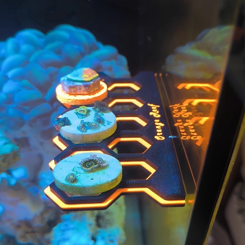 Fluorescent Magnetic Coral Fra - Coral Frag Plug recensie en prijs